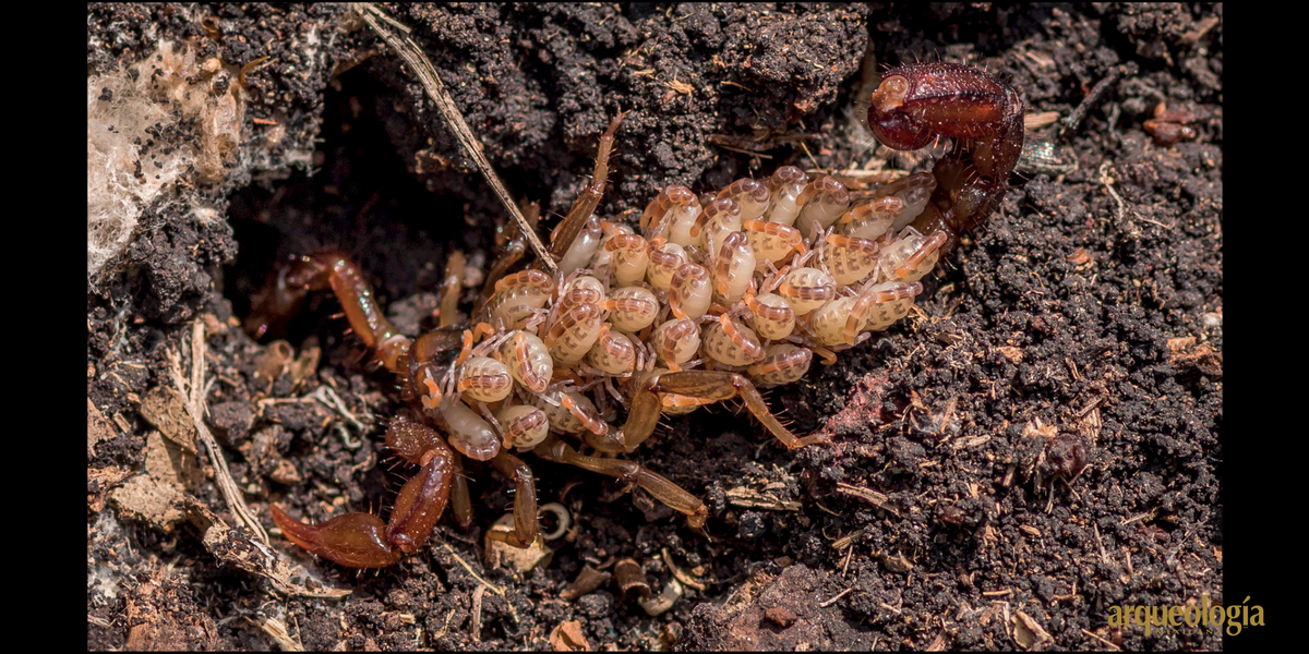 alacrán plaga