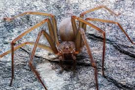 araña