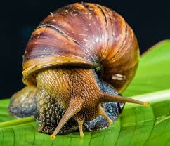 jardín plaga