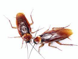 cucaracha