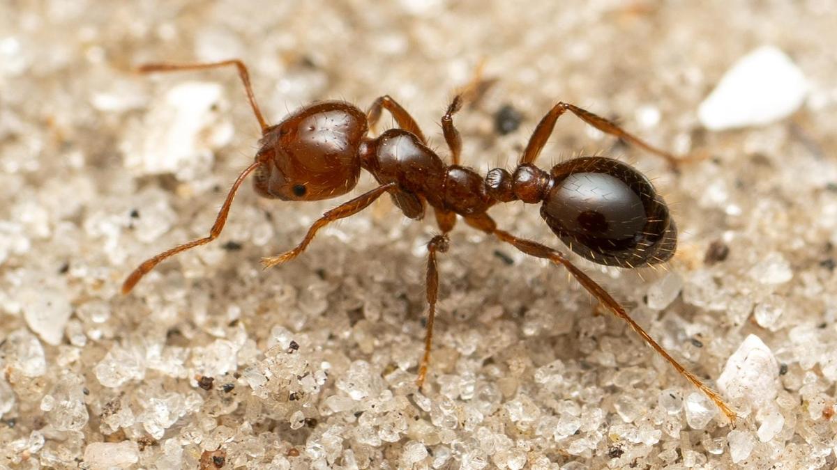 hormiga_plaga