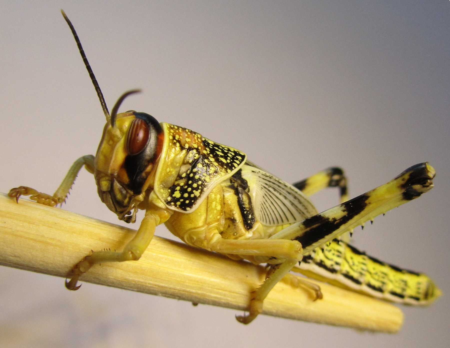 vida silvestre plaga