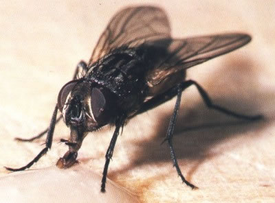mosca plaga