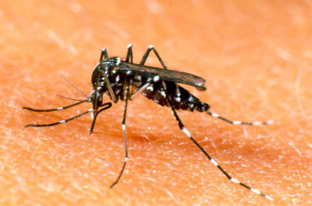mosquito plaga