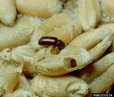 productos almacenados plaga